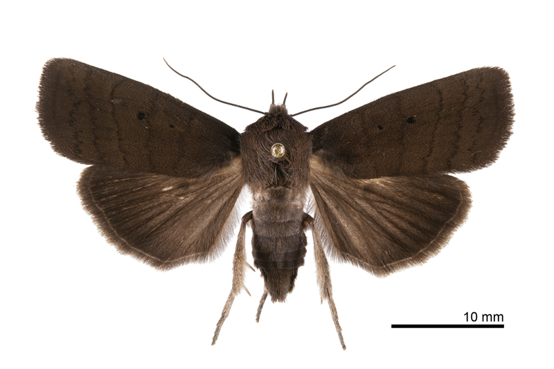 Avitta taiwana Male